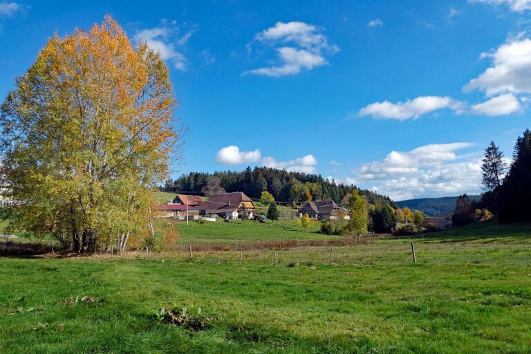 Herbst im Gersabach in Tennenbronn 4