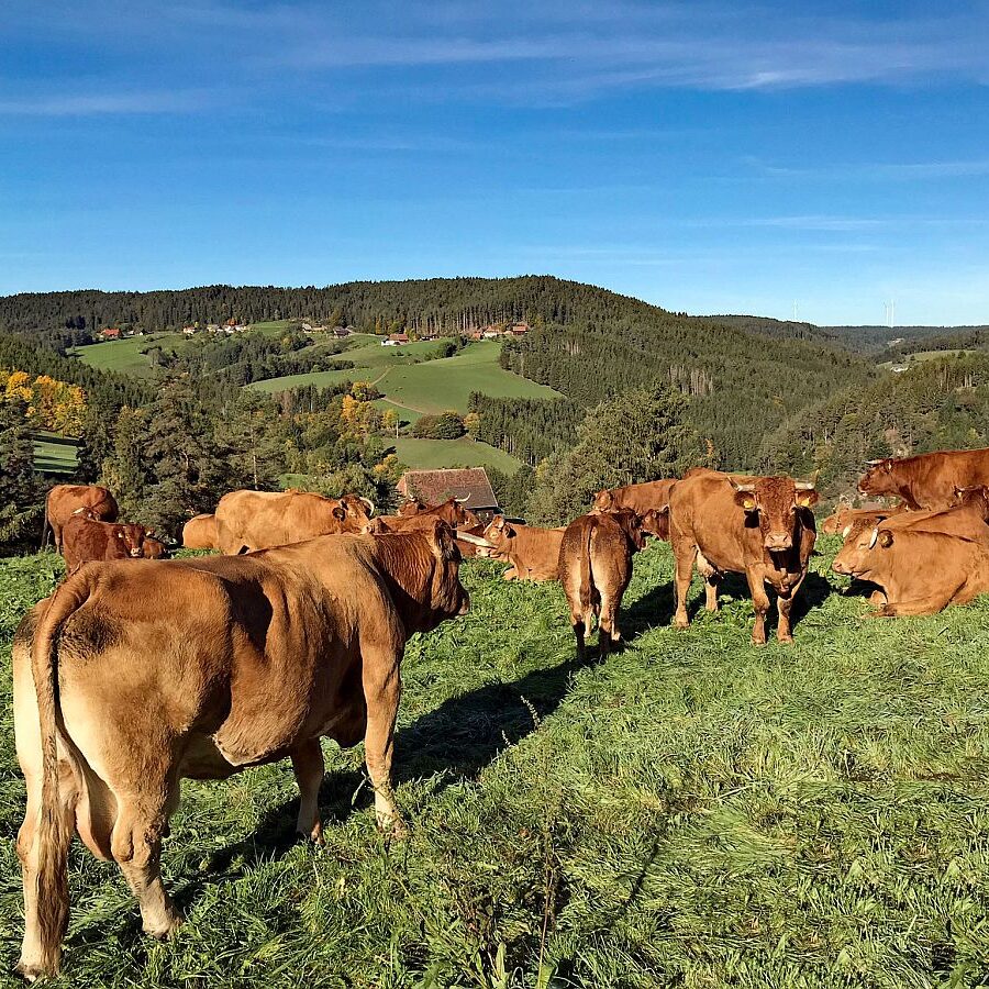 Herbst in Tennenbronn mit Kuehen auf der Altenburg 02