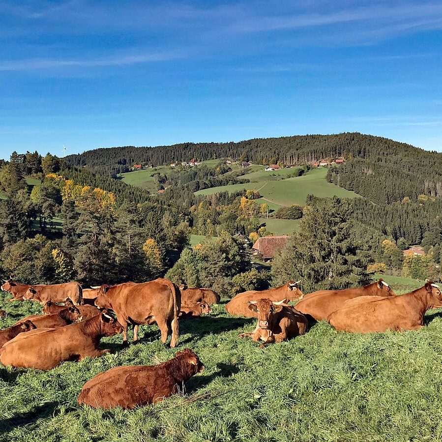 Herbst in Tennenbronn mit Kuehen auf der Altenburg 03