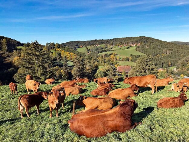 Herbst in Tennenbronn mit Kuehen auf der Altenburg 04