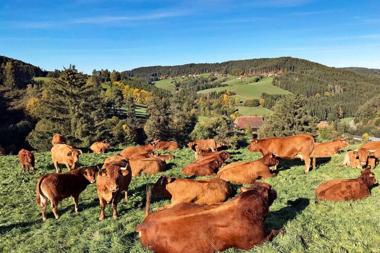 Herbst in Tennenbronn mit Kuehen auf der Altenburg 04