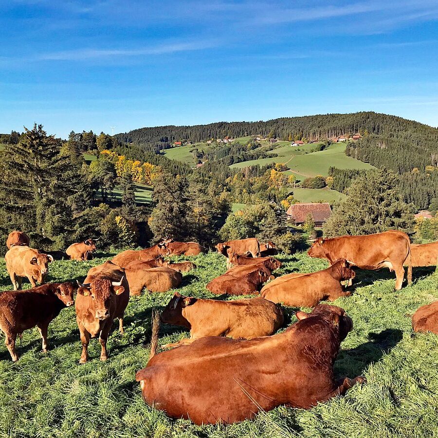 Herbst in Tennenbronn mit Kuehen auf der Altenburg 04