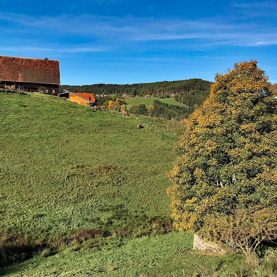 Herbst in Tennenbronn mit Kuehen auf der Altenburg 05
