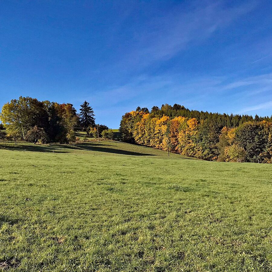 Herbst in Tennenbronn mit Kuehen auf der Altenburg 06