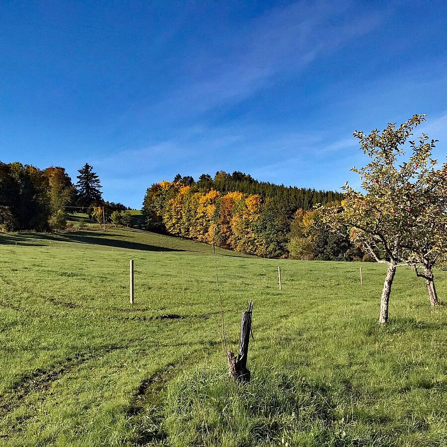 Herbst in Tennenbronn mit Kuehen auf der Altenburg 07