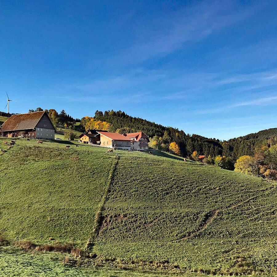 Herbst in Tennenbronn mit Kuehen auf der Altenburg 08