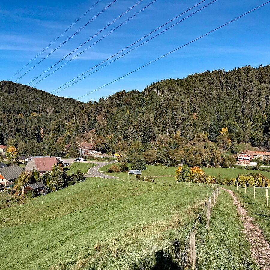 Herbst in Tennenbronn mit Kuehen auf der Altenburg 09