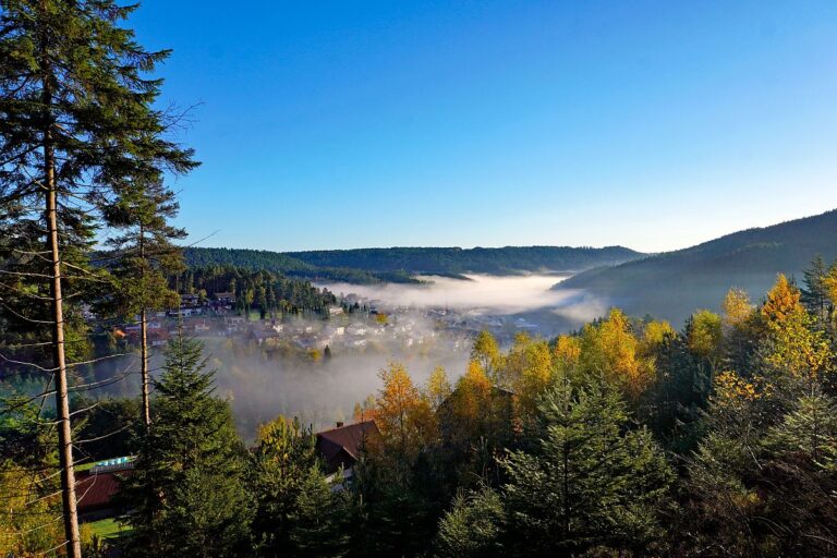 Herbstnebel im Tal in Tennenbronn 16
