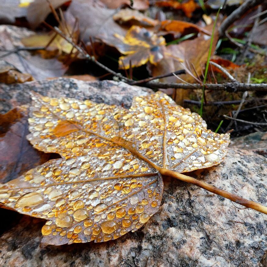 Blatt im Morgentau 2