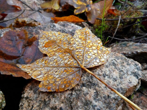 Blatt im Morgentau 3 Blatt im Morgentau 3
