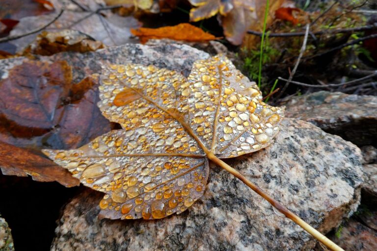 Blatt im Morgentau 3