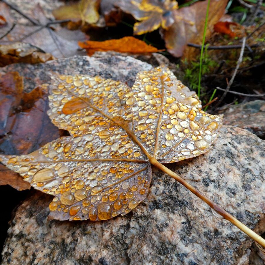 Blatt im Morgentau 3