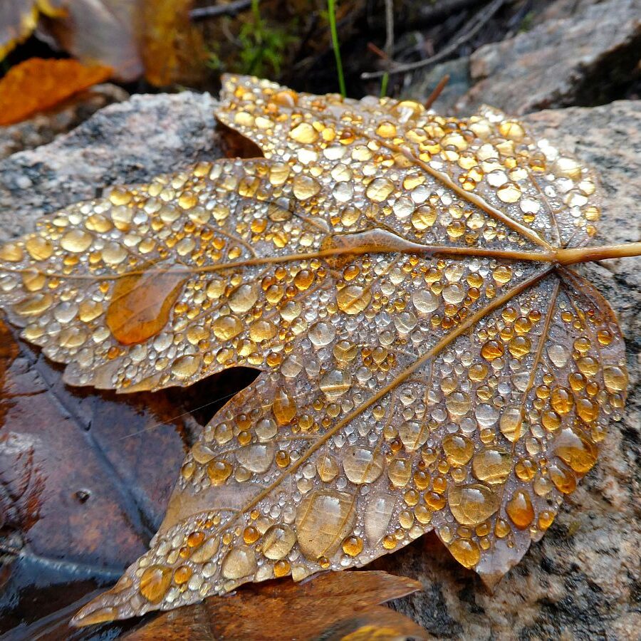 Blatt im Morgentau 4