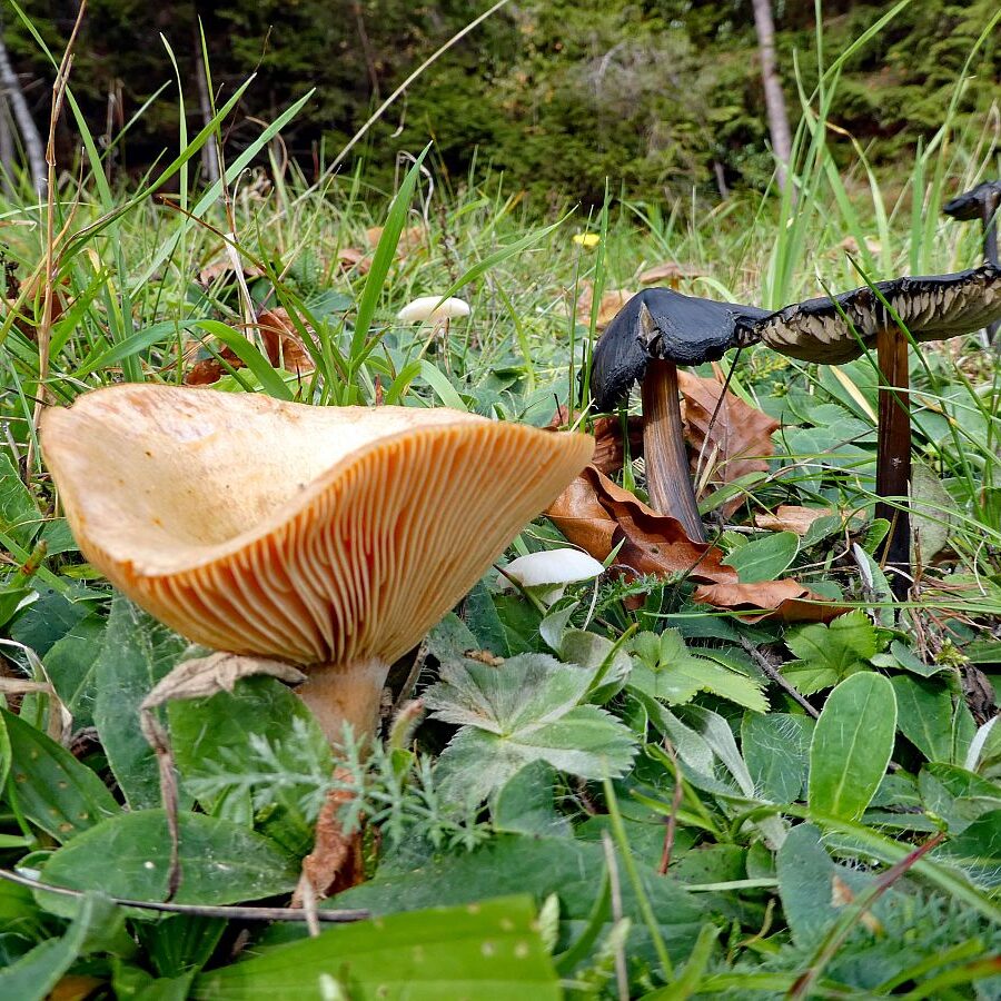 Pilze Tennenbronn 01