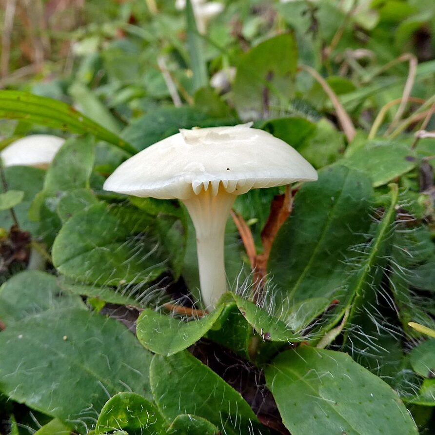 Pilze Tennenbronn 02