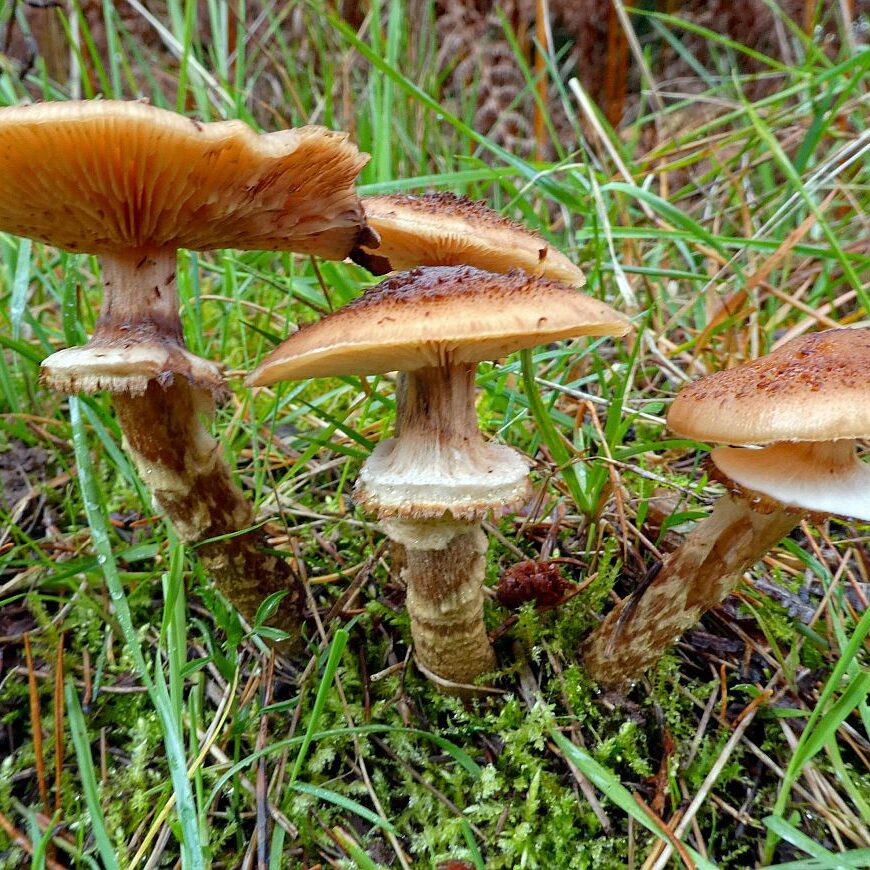 Pilze Tennenbronn 05