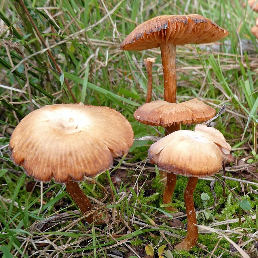 Pilze Tennenbronn 06