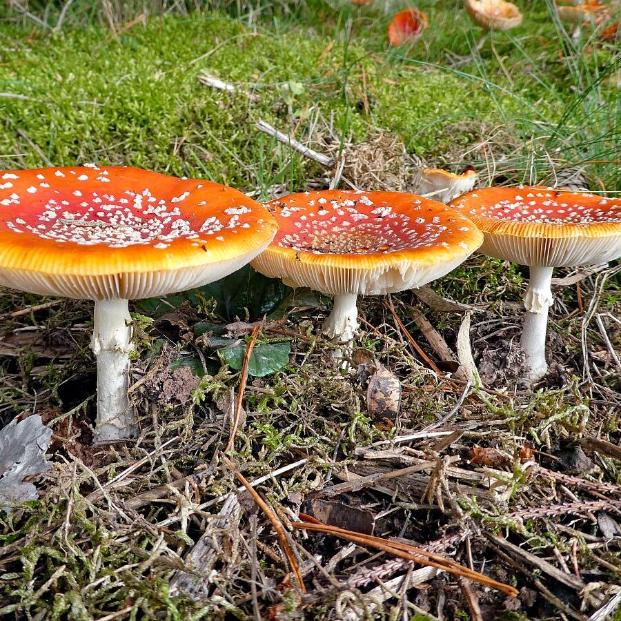 Pilze Tennenbronn 08