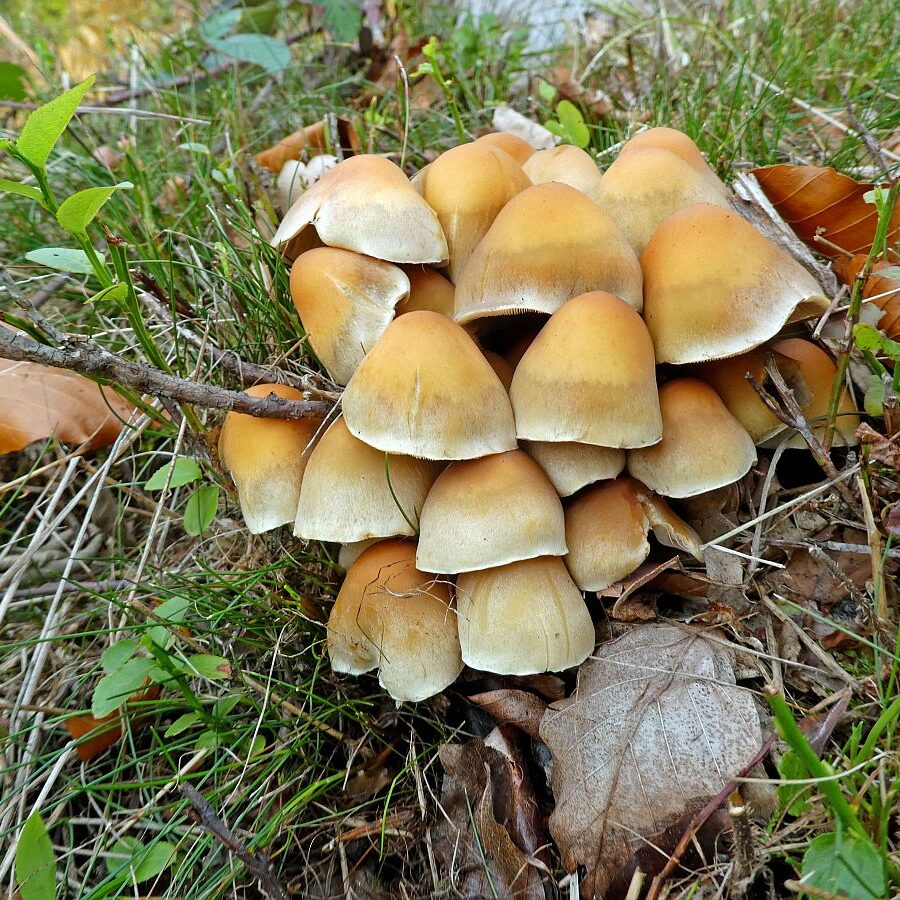 Pilze Tennenbronn 09