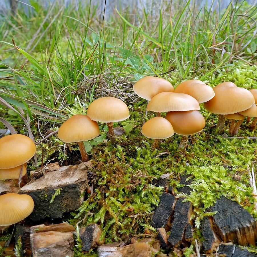 Pilze Tennenbronn 11