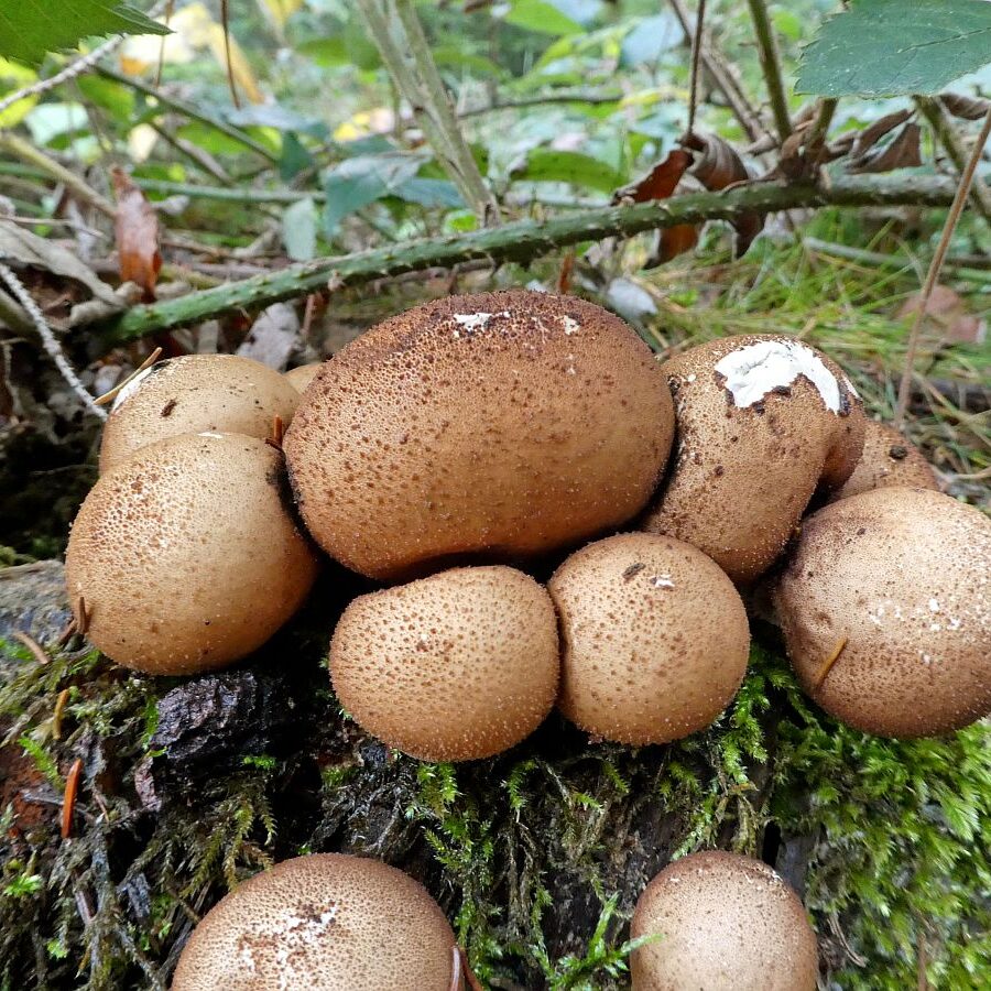 Pilze Tennenbronn 12