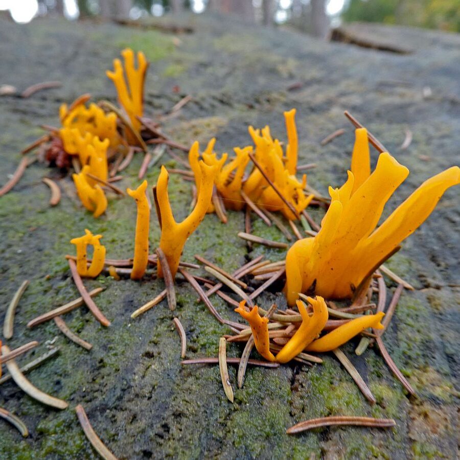 Pilze Tennenbronn 13