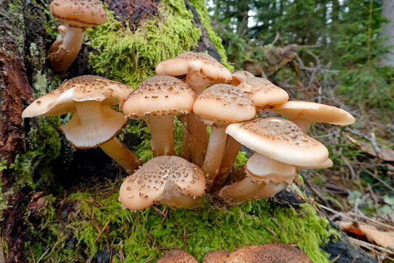 Pilze Tennenbronn 14