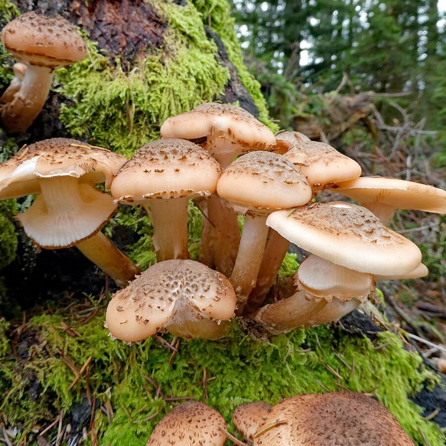 Pilze Tennenbronn 14