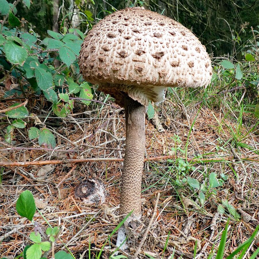 Pilze Tennenbronn 15