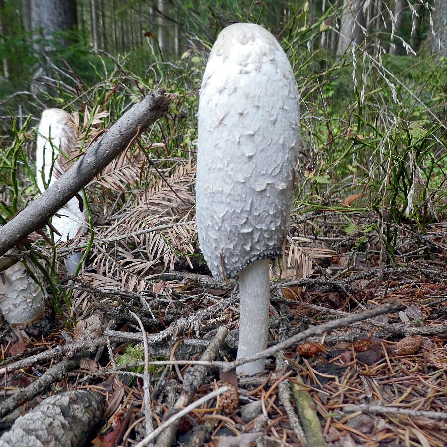 Pilze Tennenbronn 16