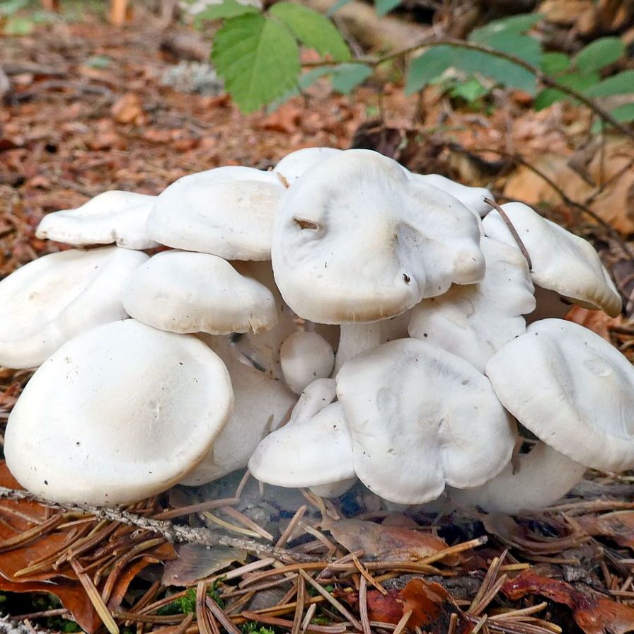 Pilze Tennenbronn 18