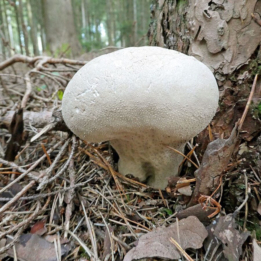 Pilze Tennenbronn 19