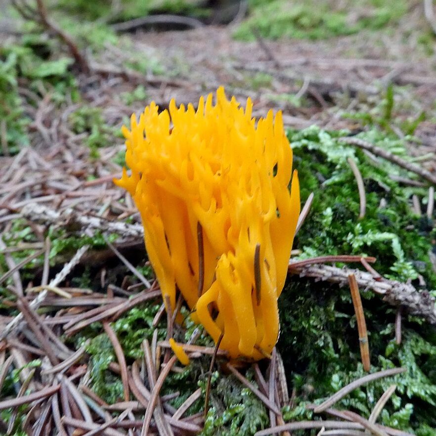 Pilze Tennenbronn 20