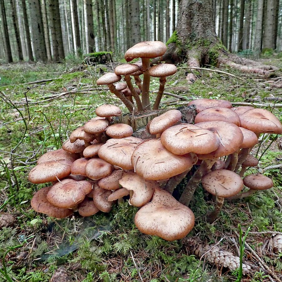 Pilze Tennenbronn 21