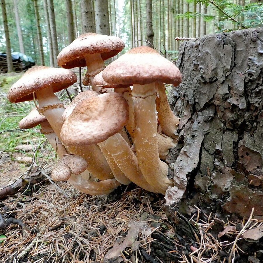 Pilze Tennenbronn 22