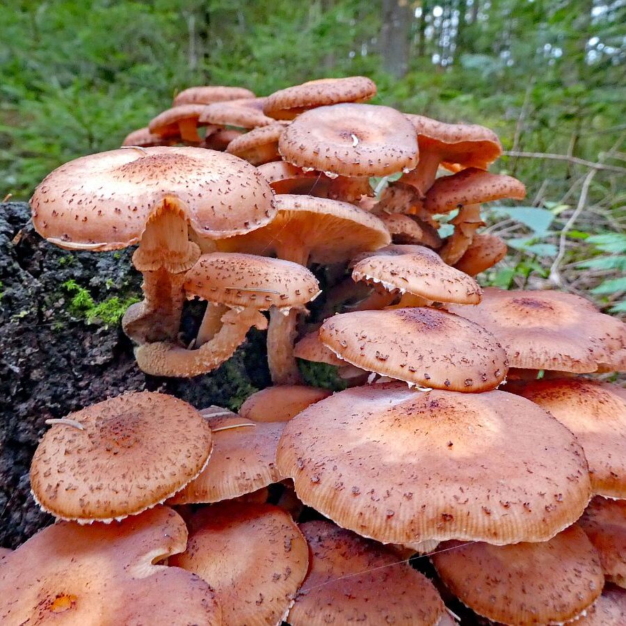 Pilze Tennenbronn 23