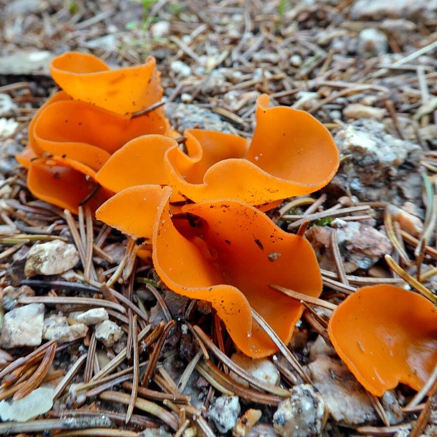 Pilze Tennenbronn 25