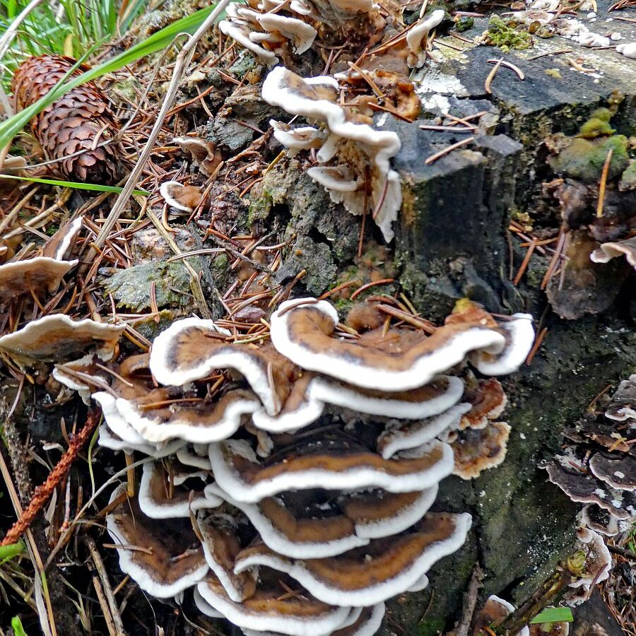 Pilze Tennenbronn 26