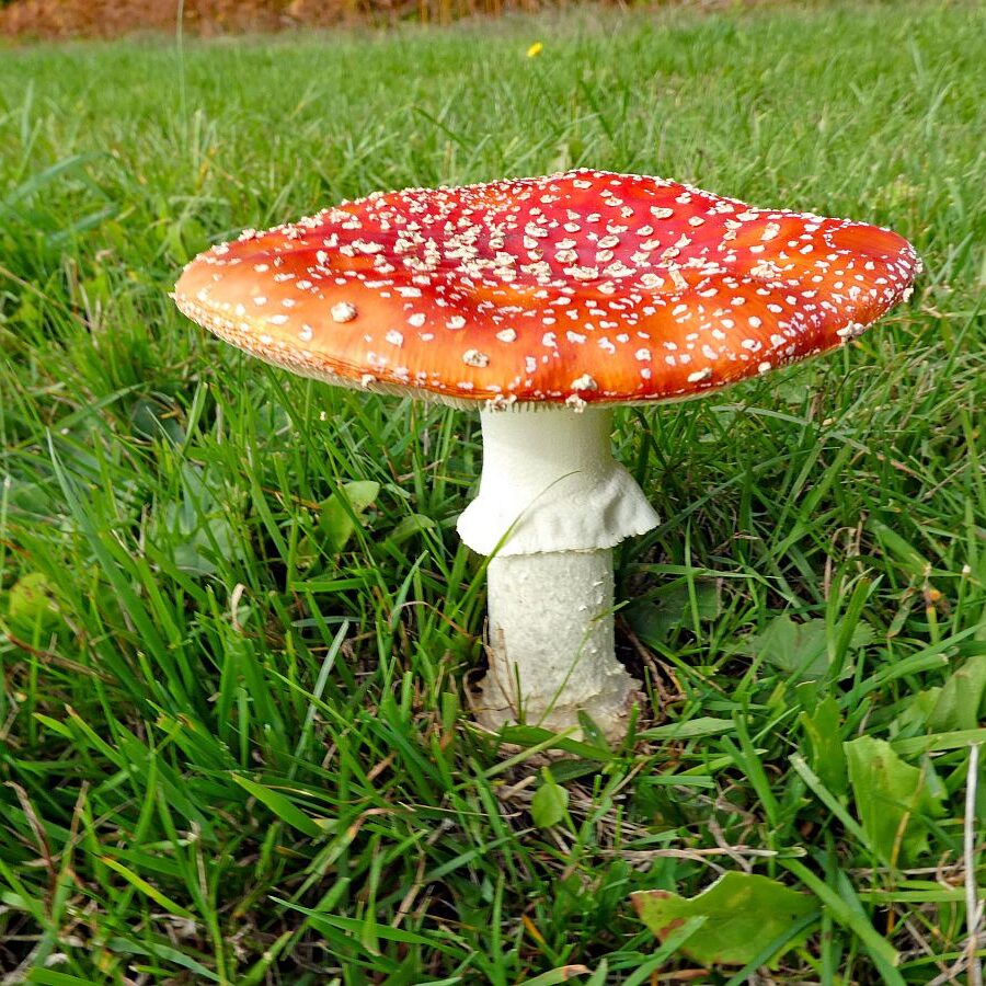 Pilze Tennenbronn 27