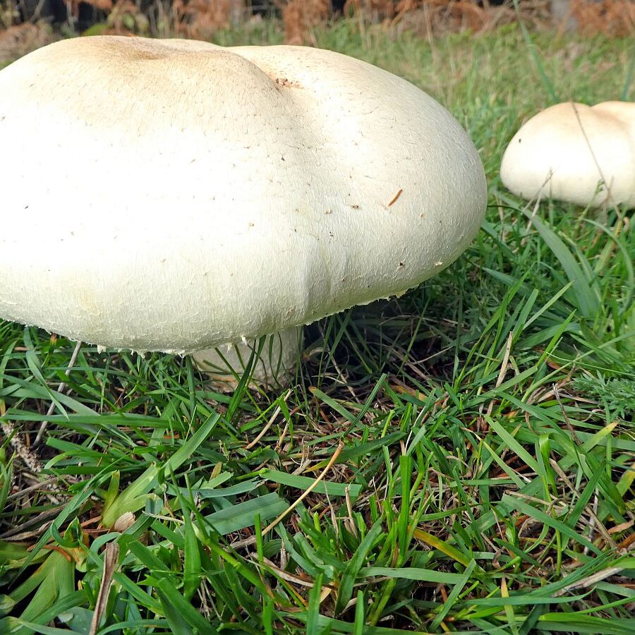 Pilze Tennenbronn 28