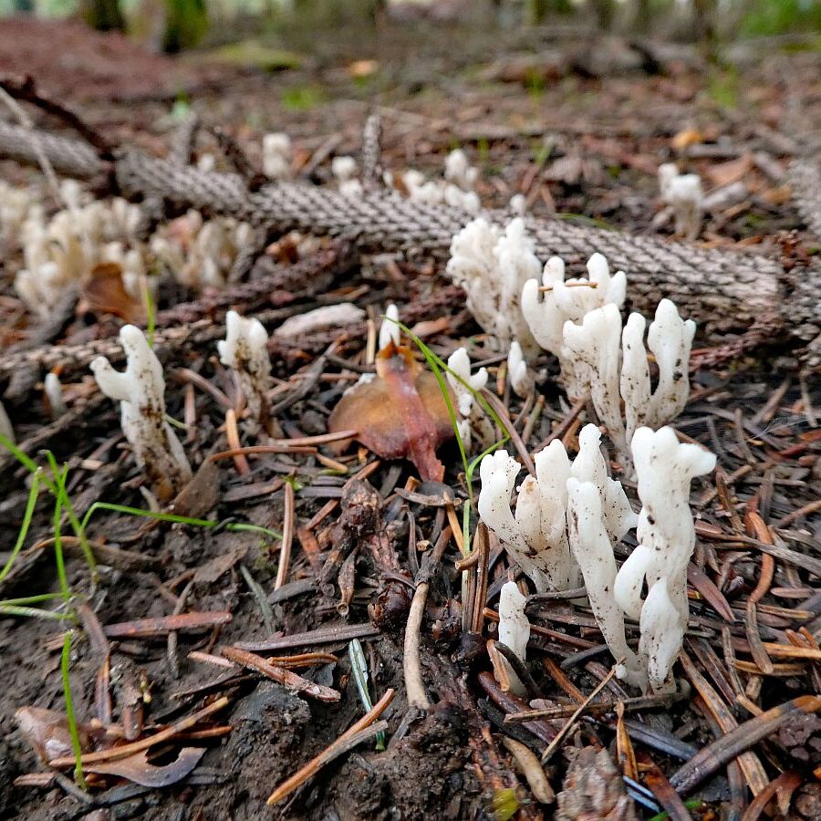 Pilze Tennenbronn 30