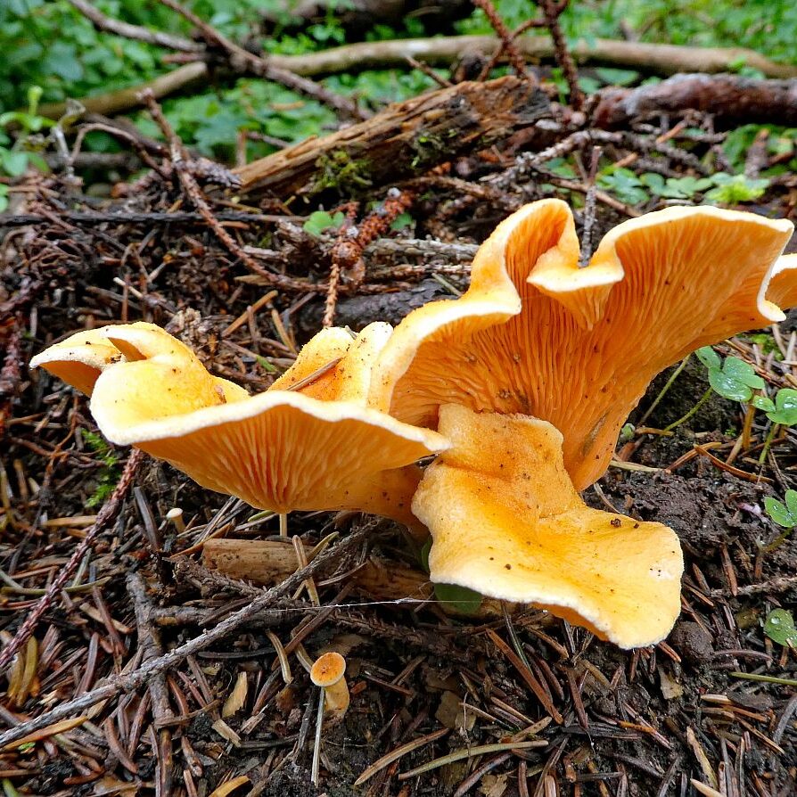 Pilze Tennenbronn 31