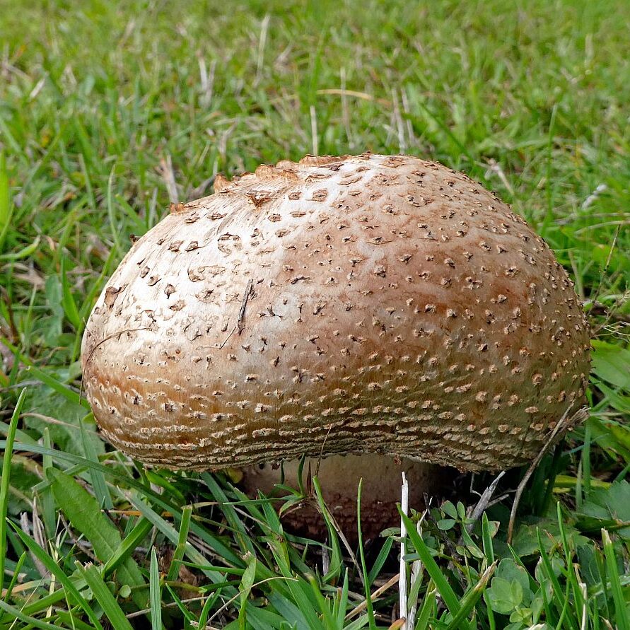 Pilze Tennenbronn 32