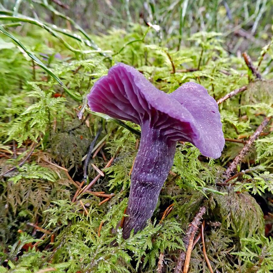 Pilze Tennenbronn 33