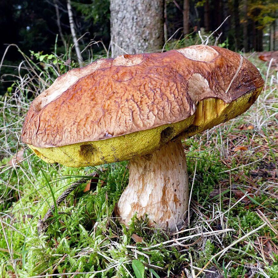 Pilze Tennenbronn 34