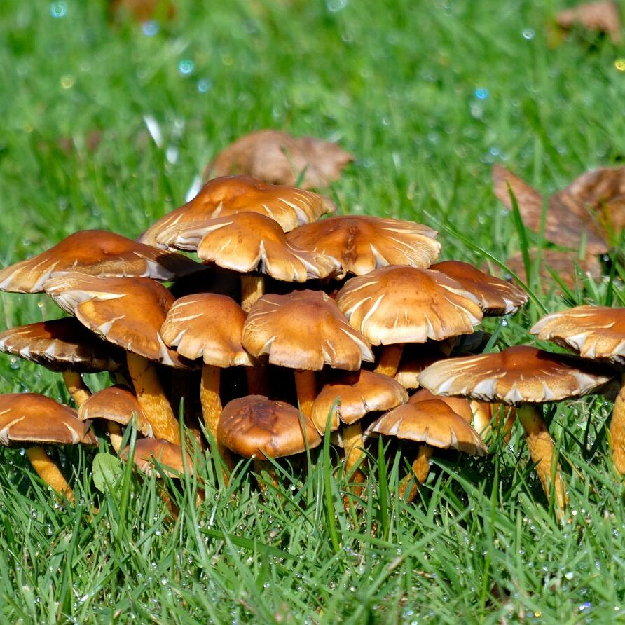 Pilze Tennenbronn 35