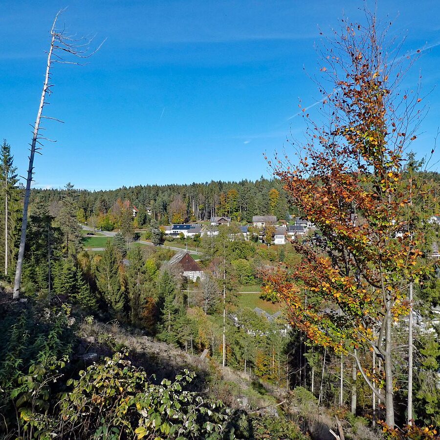 Rund um den Ferienpark in Tennenbronn 06