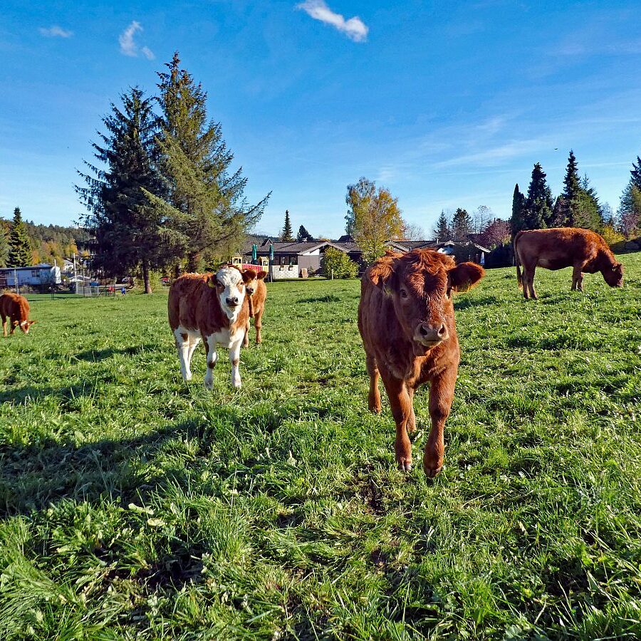 Rund um den Ferienpark in Tennenbronn 09