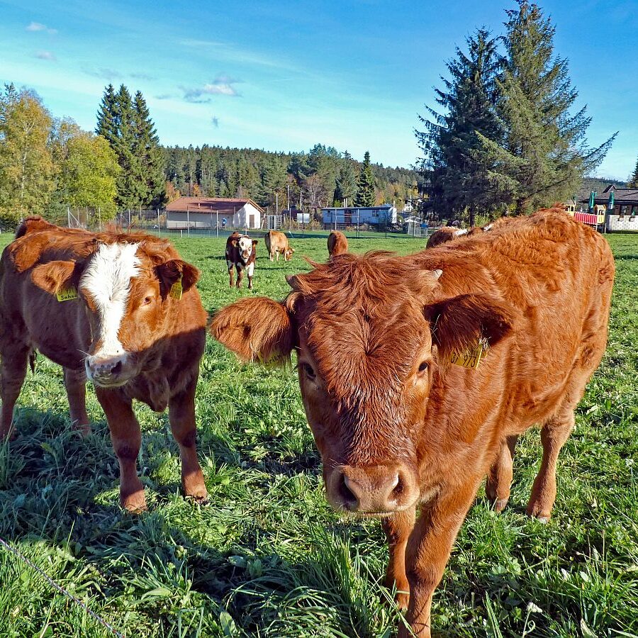 Rund um den Ferienpark in Tennenbronn 10