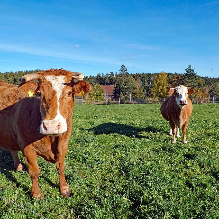 Rund um den Ferienpark in Tennenbronn 11